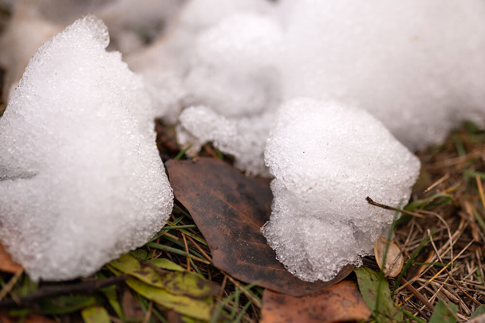 Granizo acumulado sobre hojas