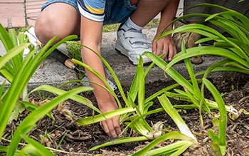 Primer plano de niño sembrando plantas