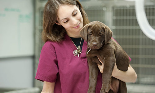 Medica veterinaria alza un perro cachorro
