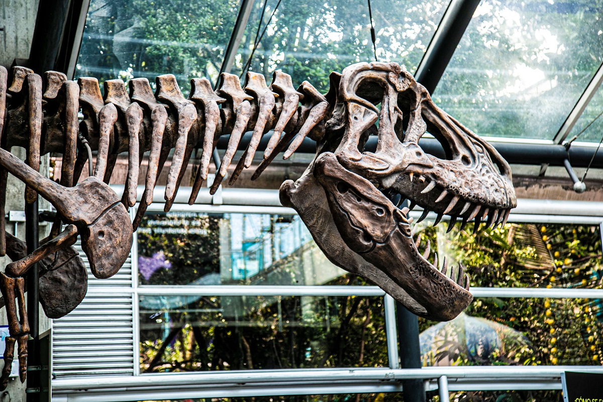 Fósil de dinosaurio