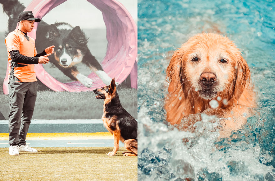 entrenador captando la atención a un perro