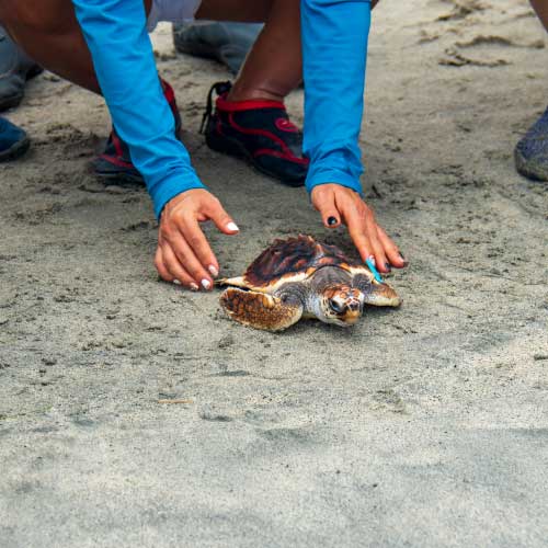 Una persona con camiseta azul liberando tortugas bebés en la playa.